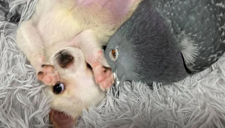 لوندي وهيرمان.. صداقة "غريبة" من نوع خاص