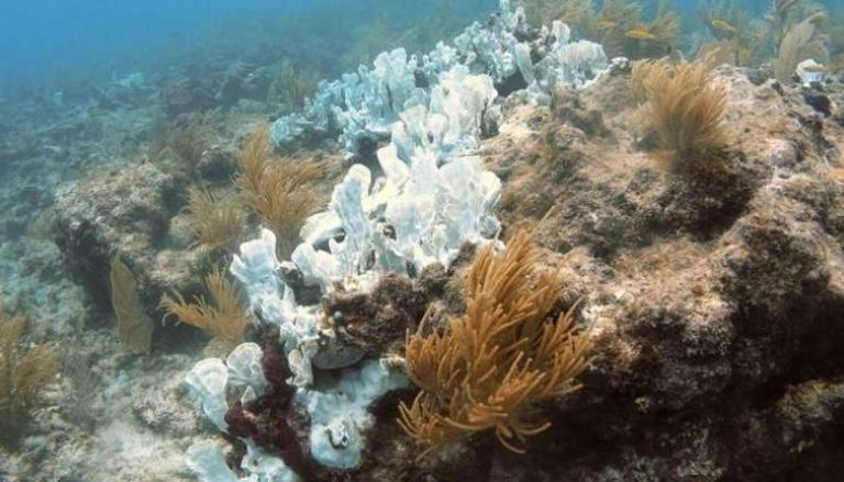 ابيضاض الشعاب المرجانية مؤشر على احتضارها 