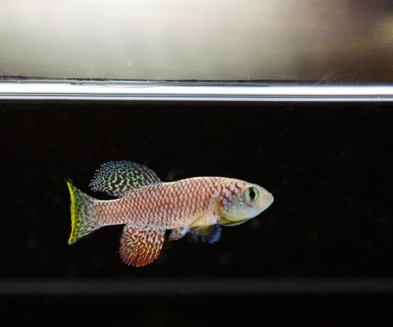 دورة حياة الأسماك مقابل دورة حياة البشر