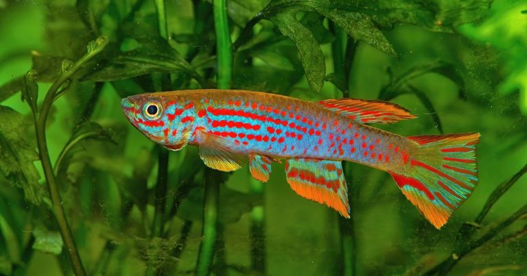 دورة حياة الأسماك مقابل دورة حياة البشر