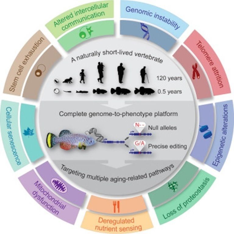 دورة حياة الأسماك مقابل دورة حياة البشر