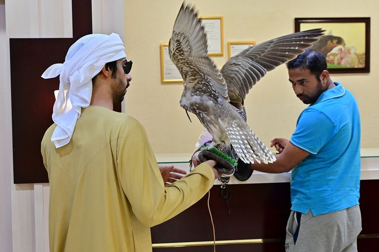 الإماراتيون يحافظون على تقليد الصقارة