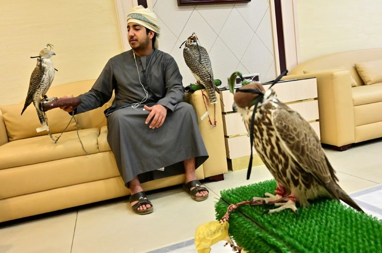 الإماراتيون يحافظون على تقليد الصقارة