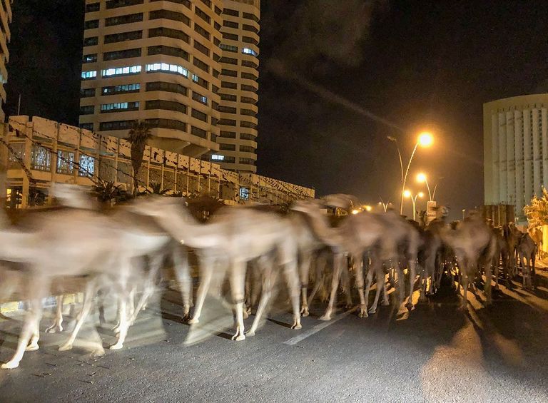 فيديو.. 3 آلاف جمل تحتل شوارع طرابلس - صورة 1