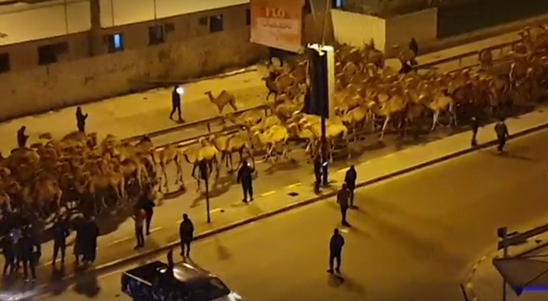 فيديو.. 3 آلاف جمل تحتل شوارع طرابلس - صورة 3