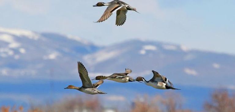 الطيور المهاجرة تستعد للعودة لمواطنها 