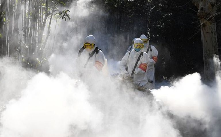 نفوق طيور وحيوانات برية بسبب مبيدات تم رشها لمنع انتشار كورونا