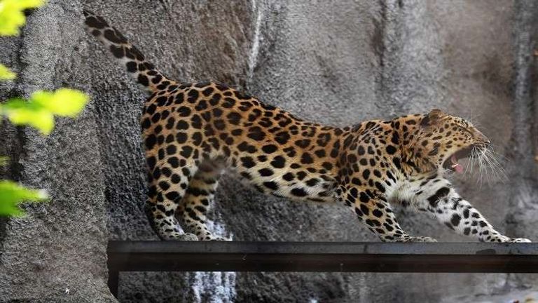 إضافة الأفيال الآسيوية إلى قائمة اتفاقية حماية الحياة البرية