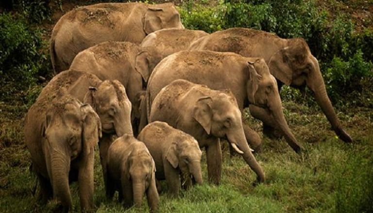 إضافة الأفيال الآسيوية إلى قائمة اتفاقية حماية الحياة البرية
