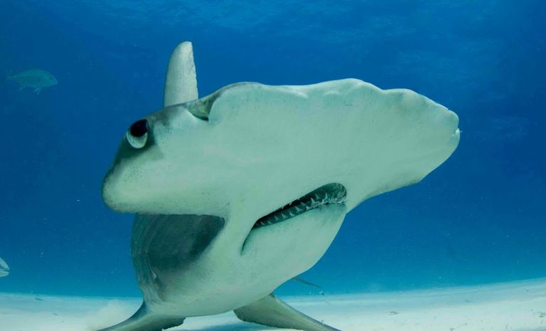 إضافة الأفيال الآسيوية إلى قائمة اتفاقية حماية الحياة البرية