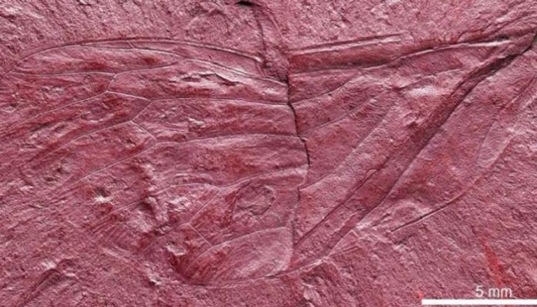 جناح متحجر يقود للكشف عن حشرة عاشت قبل 100 مليون عام
