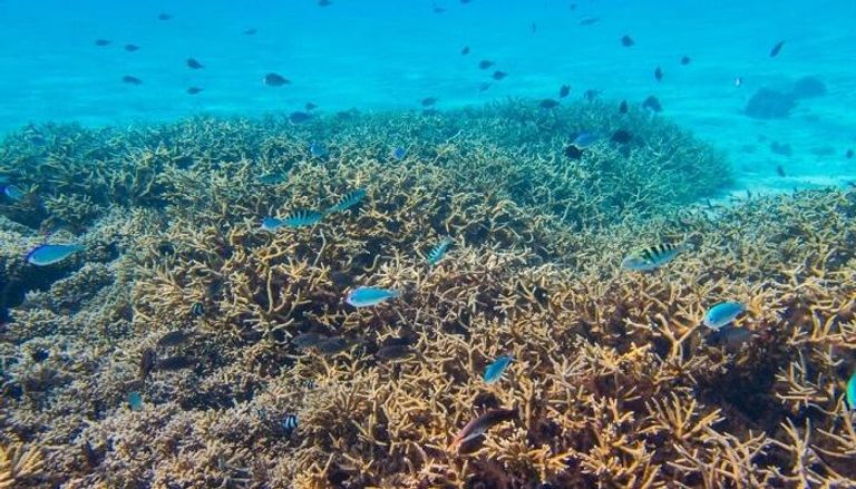 الشعاب المرجانية تعاني من ظاهرة التبييض
