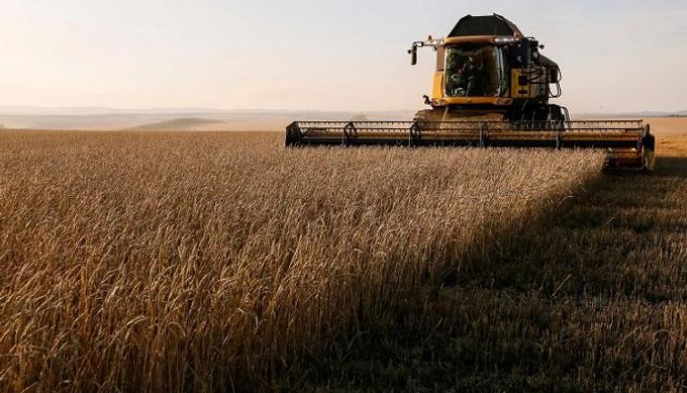 موسم حصاد القمح الروسي