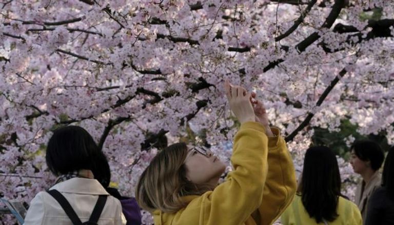  أزهار الكرز المتفتحة في شوارع العاصمة اليابانية