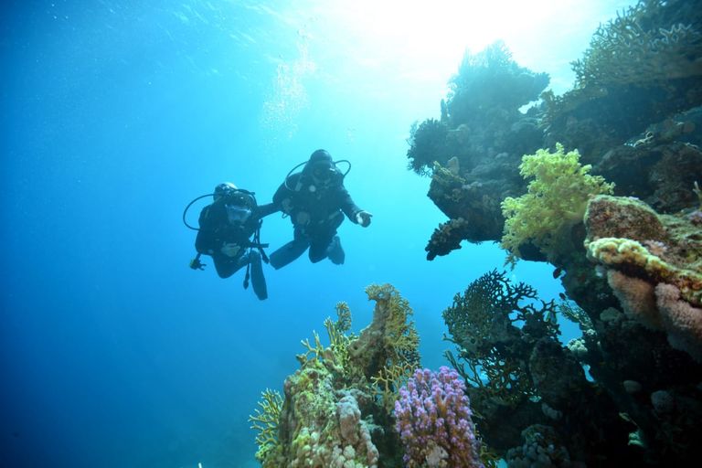 محمد كرم غواص مصري من أصحاب الهمم أثناء رحلته لدعم السياحة محمد كرم غواص مصري من أصحاب الهمم يدعم السياحة البيئة