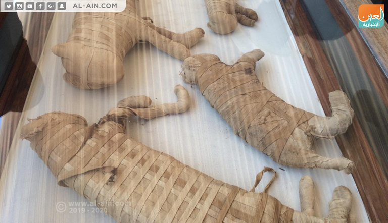 قطط محنطة تم اكتشافها في خبيئة سقارة صورة معاد معالجتها رقميا لوجه فهد ملون