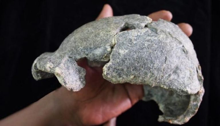 بقايا الجمجمة التي عثر عليها في إثيوبيا 