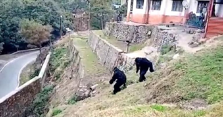 الجنود في زي الغوريلا