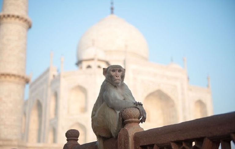الجنود في زي الغوريلا