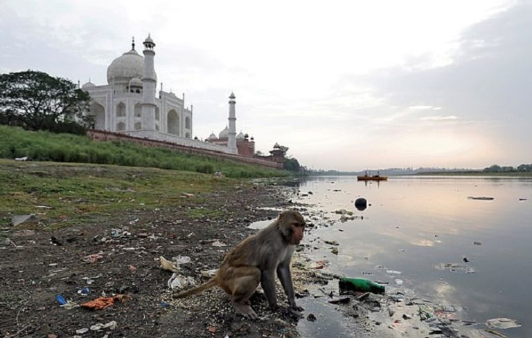 الجنود في زي الغوريلا