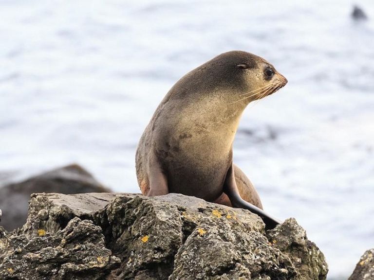 جزيرة الدب هي إحدى جزر سفالبارد النرويجية ببحر بارنتس