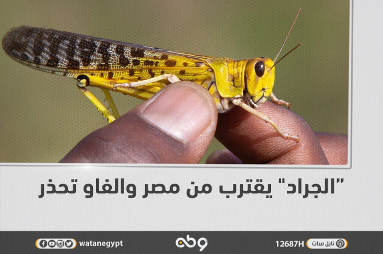 صورة غير حقيقية تم تداولها على الإنترنت لأسراب جراد - أرشيفية