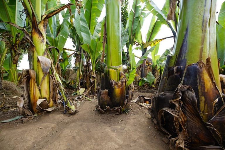 وجبة القوجو.. غذاء 15 مليون إثيوبي