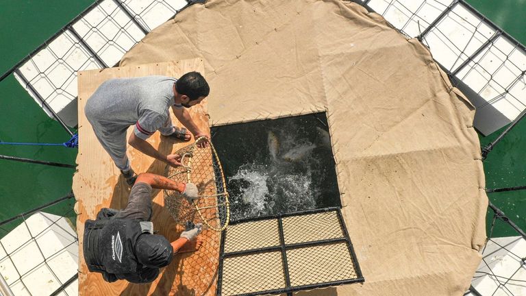 الأقفاص الحاضنة للأسماك