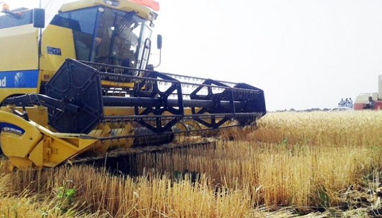 بدء موسم حصاد القمح في السودان