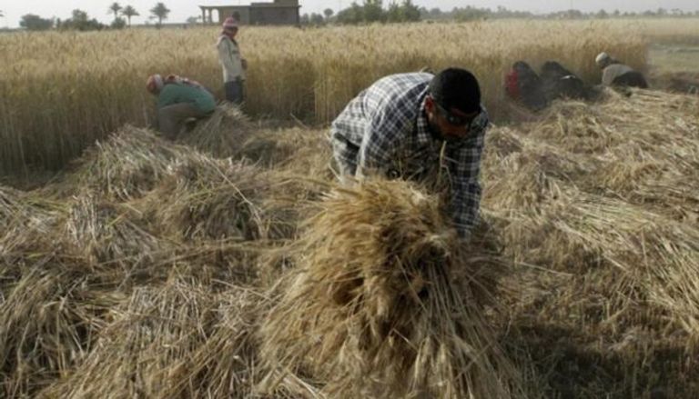 قرويون يحصدون القمح في حقل بالفلوجة غربي بغداد