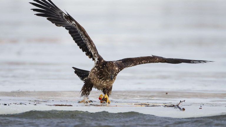 نسر ينقض على بطة "بلاستيكية" في كندا