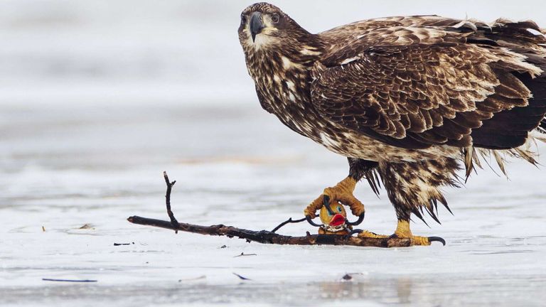 نسر ينقض على بطة "بلاستيكية" في كندا