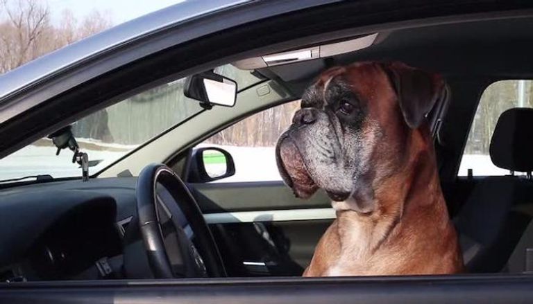 الشرطة طاردت السيارة لتكتشف أن كلبا من فصيلة بيتبول في مقعد السائق