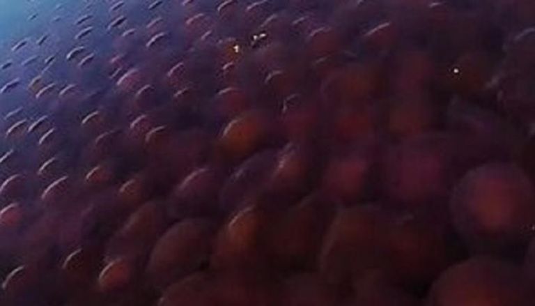 قنديل البحر الوردي في الفلبين - ديلي ميل