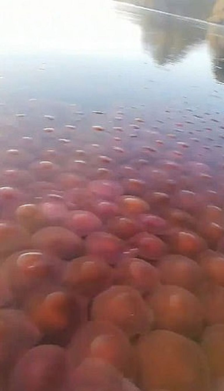 قنديل البحر الوردي في الفلبين قنديل البحر الوردي في الفلبين - ديلي ميل