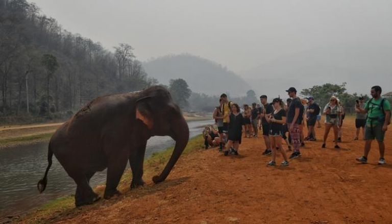 سائحون يصورون فيلا في تايلاند 