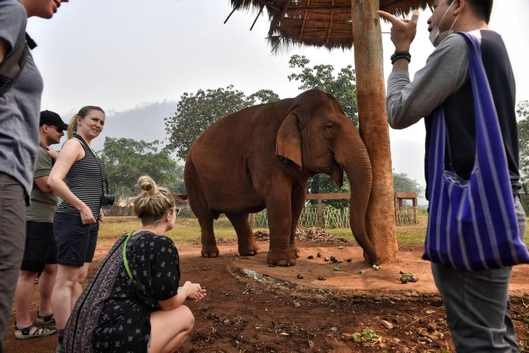 سائحون يصورون فيلا في تايلاند