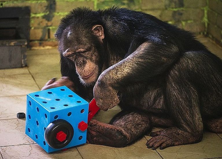 شمبانزي يشاهد أحد أفلام الكرتون