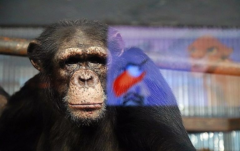 شمبانزي يشاهد أحد أفلام الكرتون