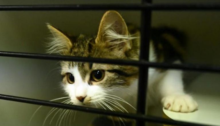 قطة في قفص بمؤسسة "آر إس بي سي إيه" الخيرية - أرشيفية