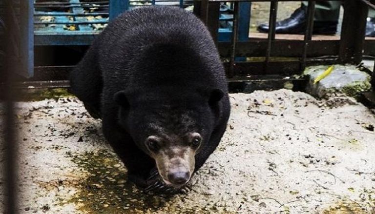 مرارة الدب الآسيوي قد تسهم في علاج فيروس كورونا