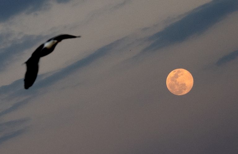 القمر الوردي العملاق 