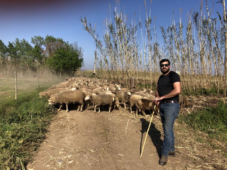 ركود تجارة الأغنام في أوروبا