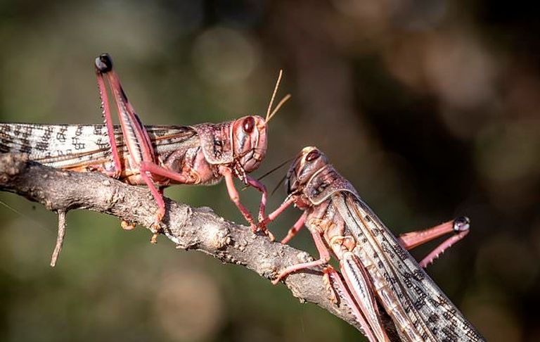 الجراد استغل تفشي كورونا فأهلك الزرع