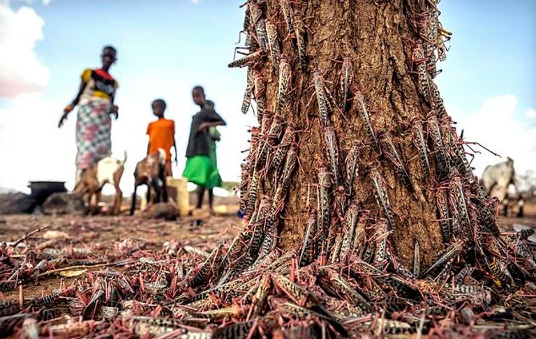 الجراد استغل تفشي كورونا فأهلك الزرع