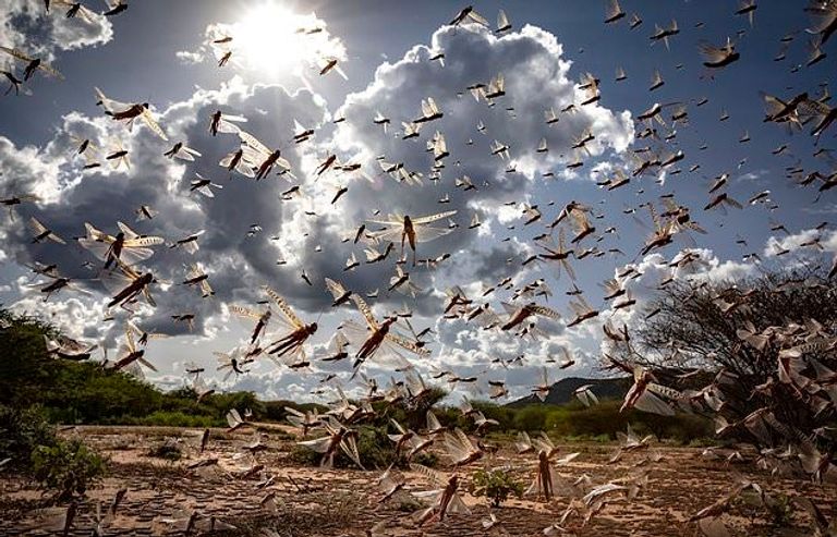 الجراد استغل تفشي كورونا فأهلك الزرع