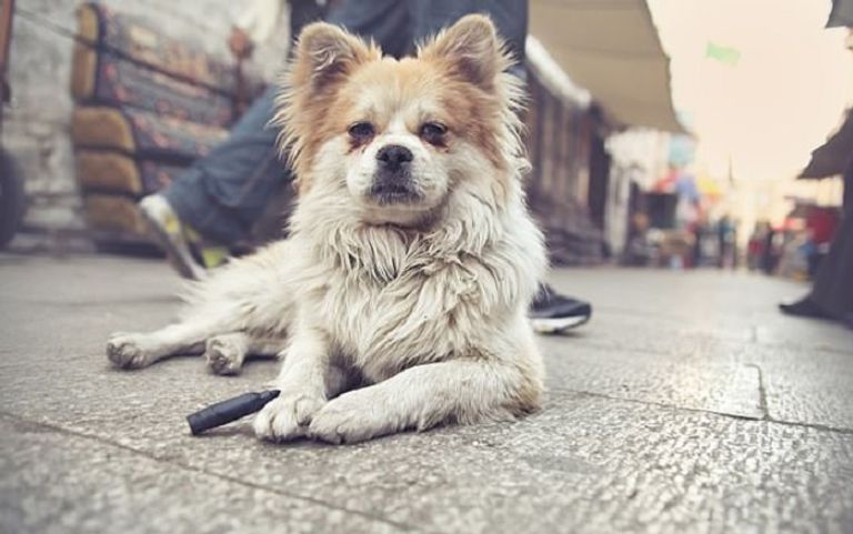 الكلاب الضالة وسيط انتقال كورونا إلى البشر دراسة تقول إن الكلاب الضالة وراء انتشار كورونا