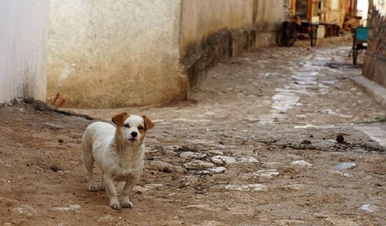 الكلاب الضالة وسيط انتقال كورونا المستجد إلى البشر دراسة تقول إن الكلاب الضالة وراء انتشار كورونا