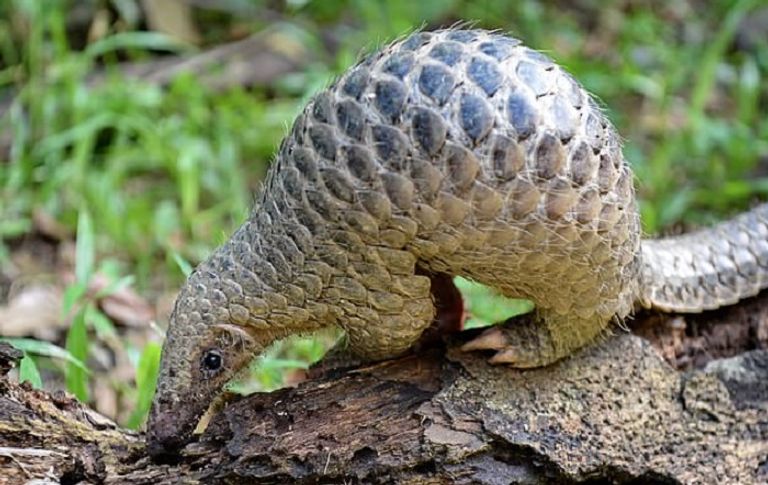 آكل النمل الحرشفي كان يعتقد في البداية أنه وراء انتشار كورونا للبشر دراسة تقول إن الكلاب الضالة وراء انتشار كورونا