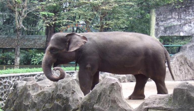 الفيل السومطري - أرشيفية